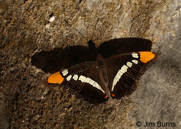 California Sister #2, Arizona